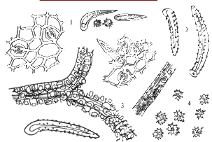 表皮细胞及平轴式气孔2.非腺毛3.晶鞘纤维4.草酸钙簇晶1.
