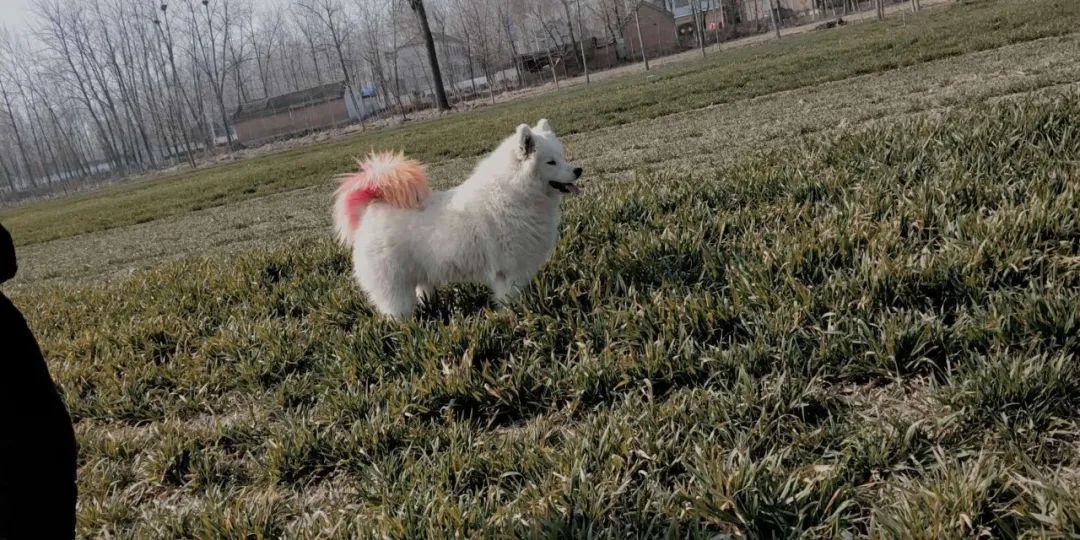 悠悠,萨摩耶,1岁,母体,白色体粉红色尾巴,不喜欢叫,不慎于3月9日下午3