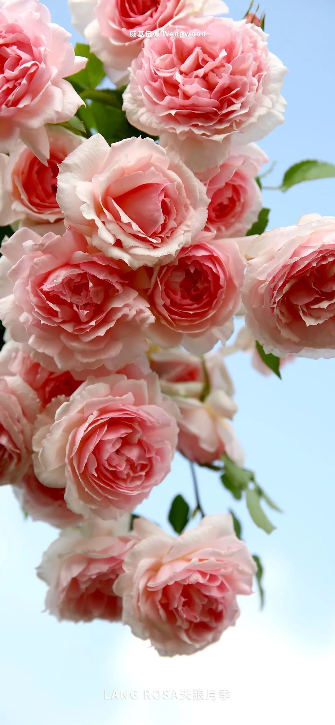 花开烂漫又美好它是月季界的初恋花