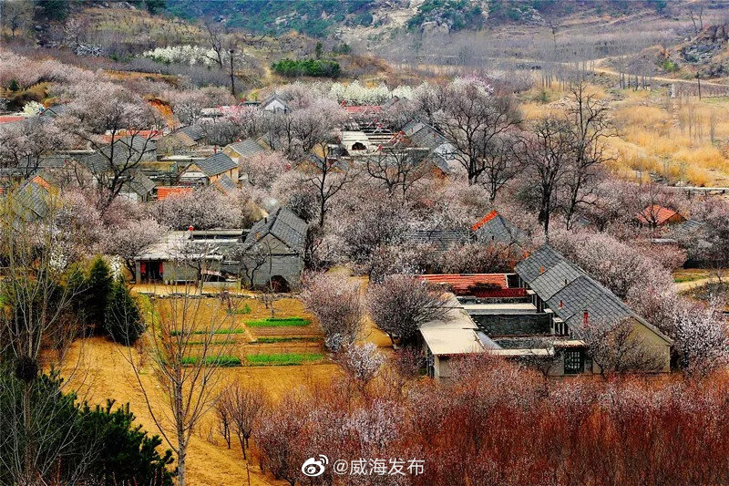 美丽威海威海市文登区界石镇梧桐庵村有着240多年的建村历史