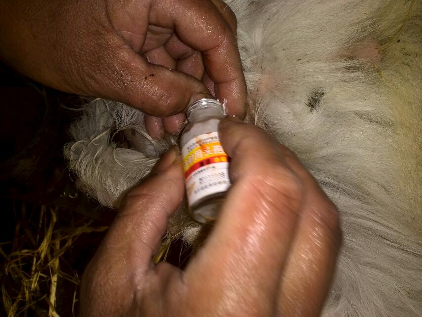 养羊户阉羊全过程有图