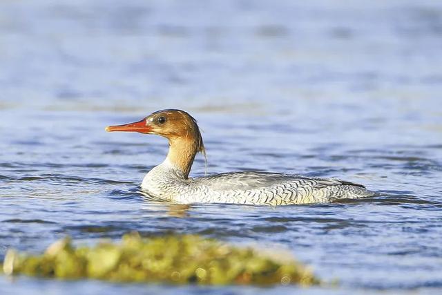 动物就是国宝中华秋沙鸭有着一张红红的长嘴巴的那脑后顶着两簇黑色的