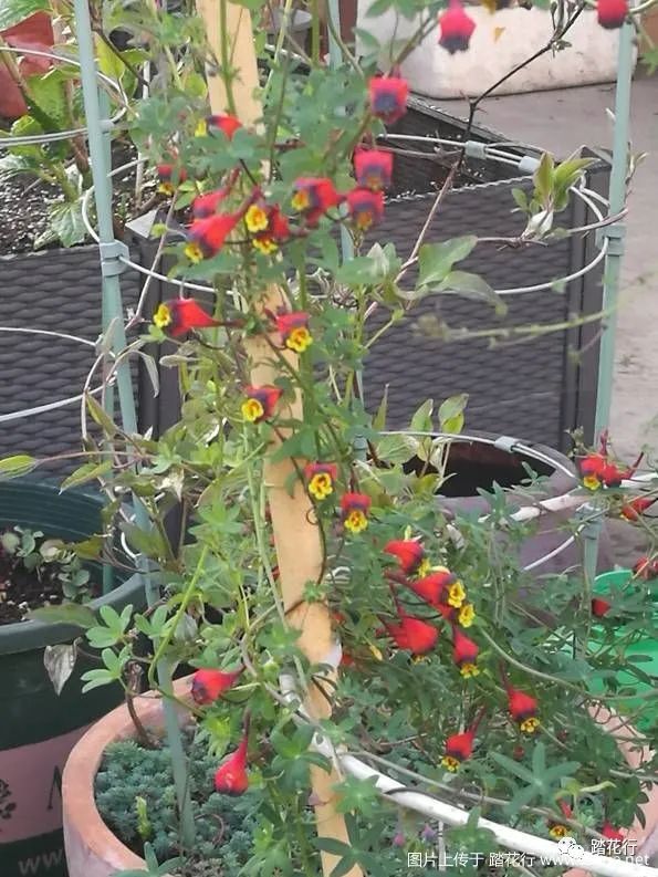 三色块根旱金莲