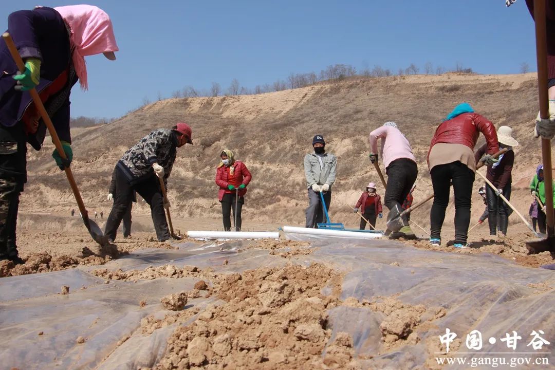 礼辛镇贾山村:人勤春来早,顶凌覆膜忙