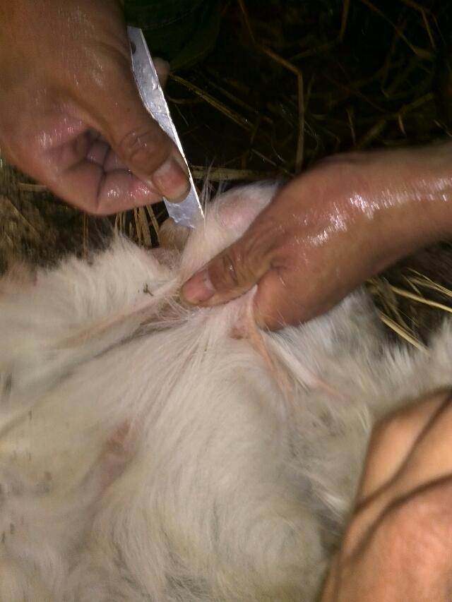 养羊户阉羊全过程有图