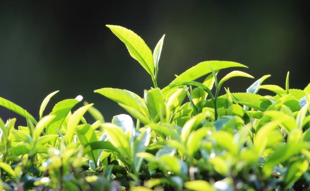 新茶园怎样做好茶树的合理密植要学会这些方法