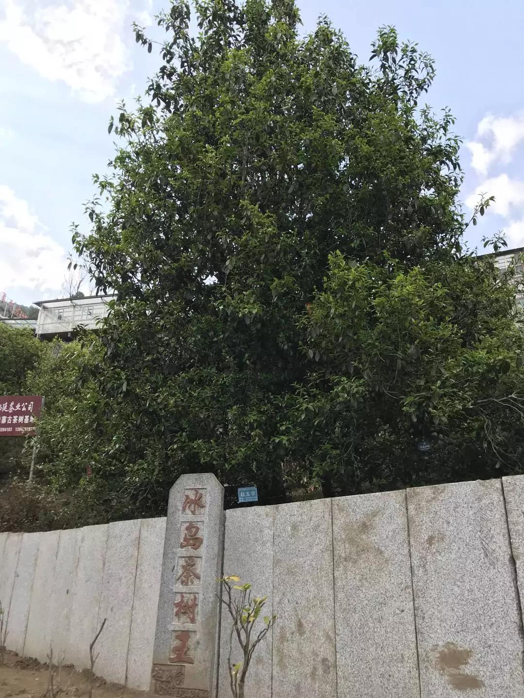 2020年冰岛茶王树拍卖价创历史新高