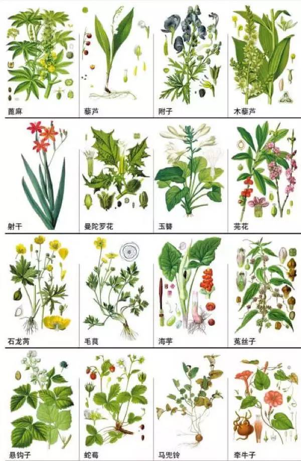 148种中草药,你能认出几个?速速收藏学习!