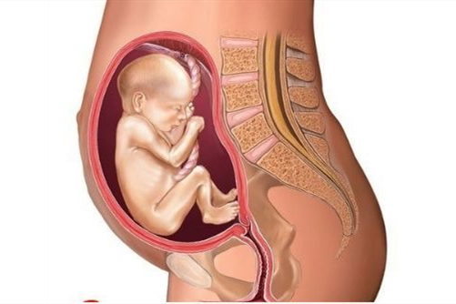 孕期腹部变化图图片