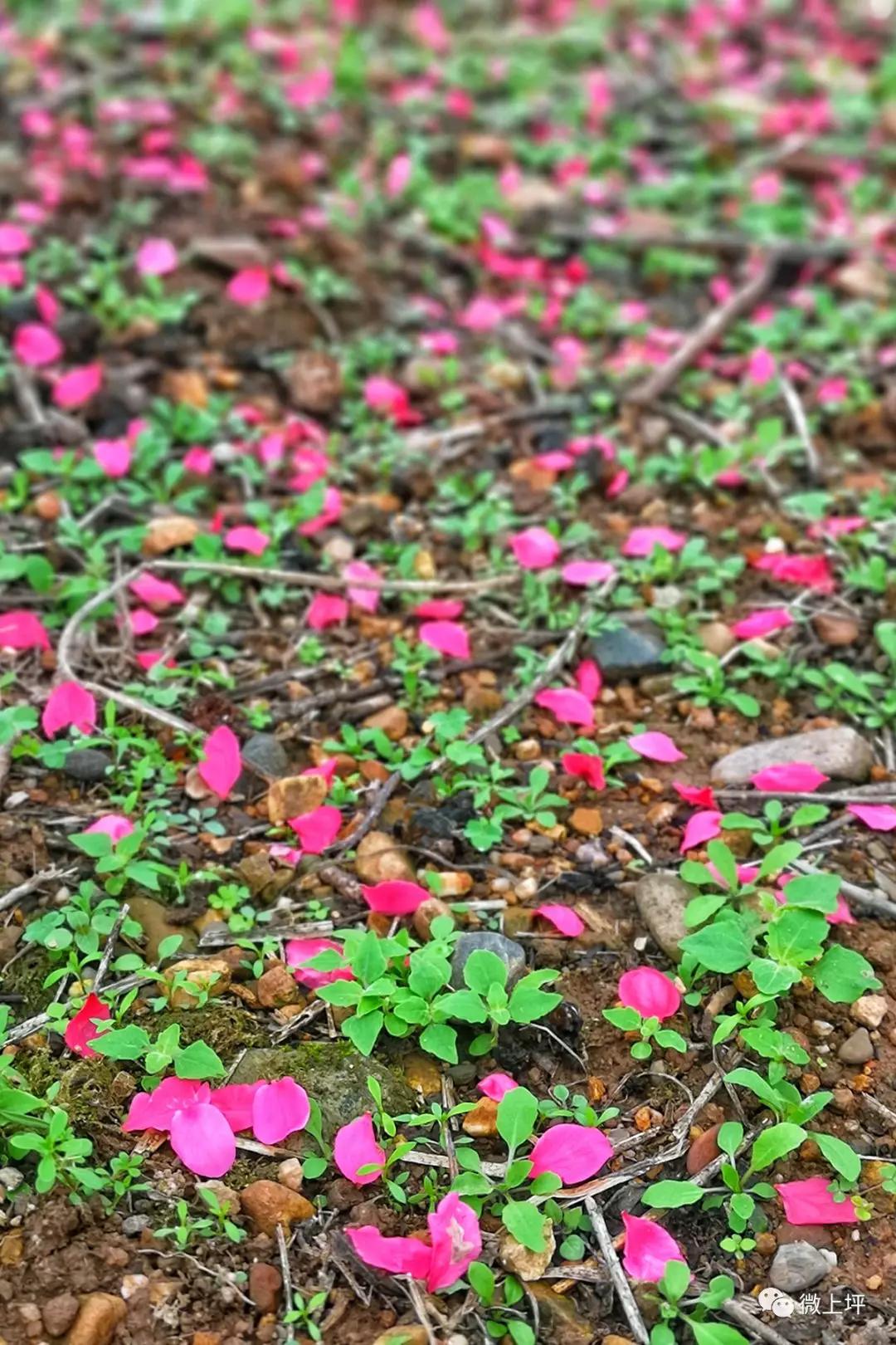 【落英缤纷】朋友们,记得桃花开的时候有一个约定哟!