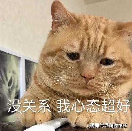 天生愁眉苦脸的橘猫表情包忧愁的样子好萌