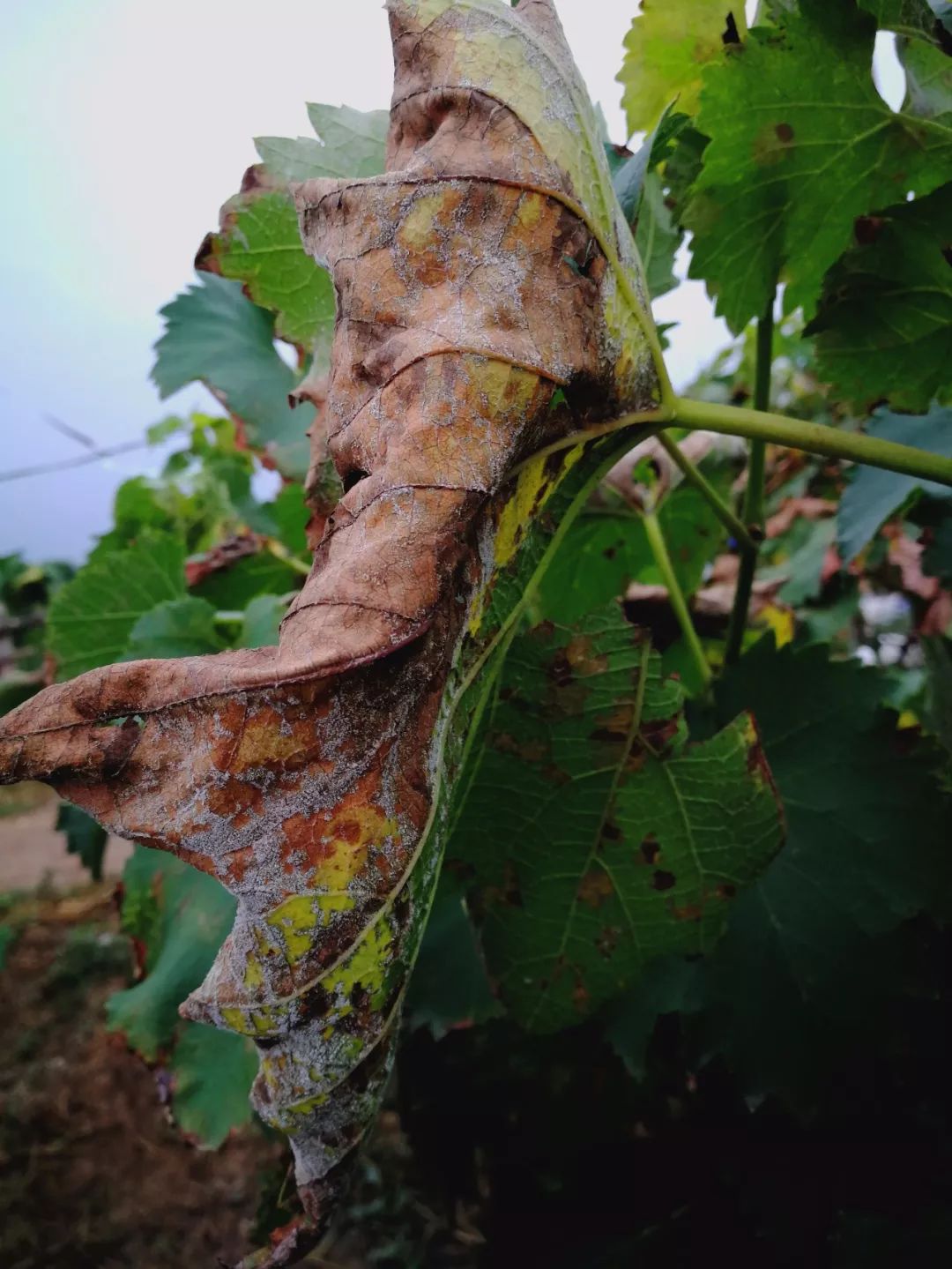 卵孢子越冬,游动孢子靠风雨传播;高湿度和雨露时,5℃～24℃时孢子萌发