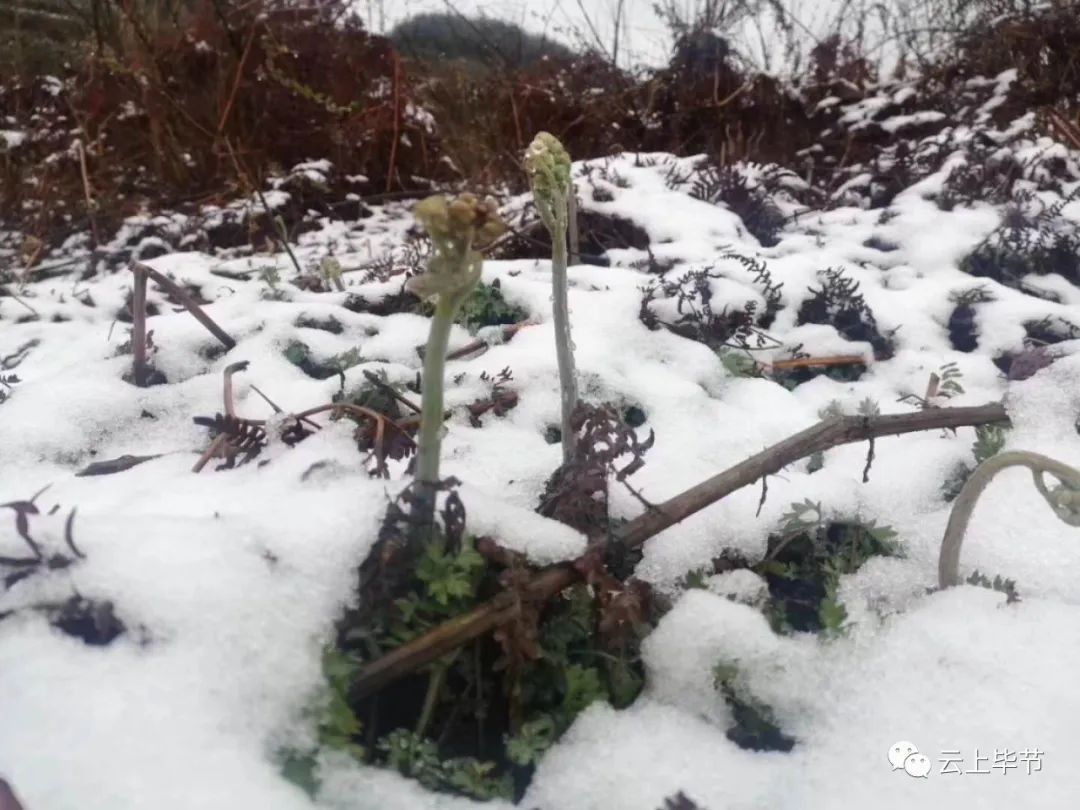 七星关区野角乡(网友"雾里花都"供图)△ 七星关区野角乡(网友"雾里