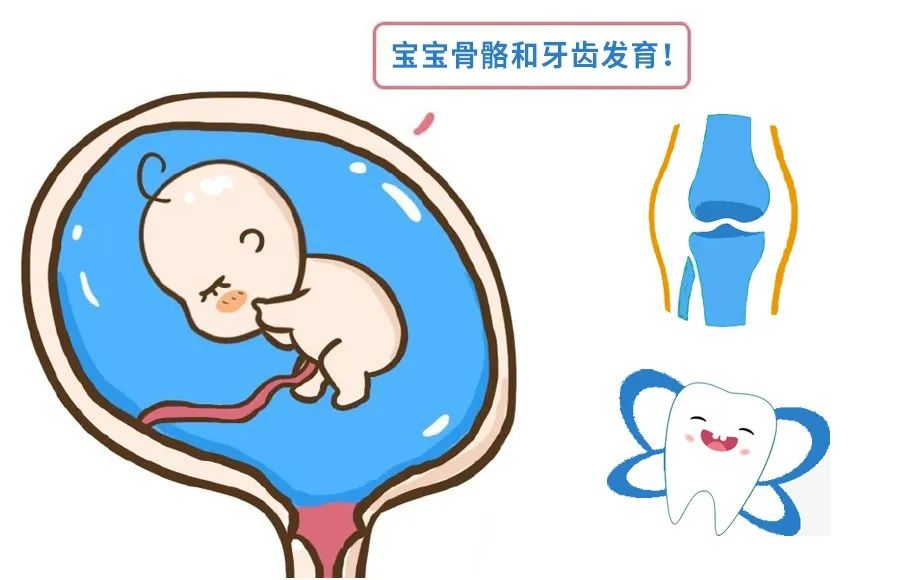 宝宝健康发育孕妇体内的钙含量直接影响着胎儿骨骼以及牙齿等的发育
