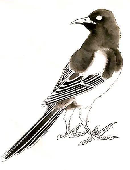 画说喜鹊丨工笔喜鹊的技法