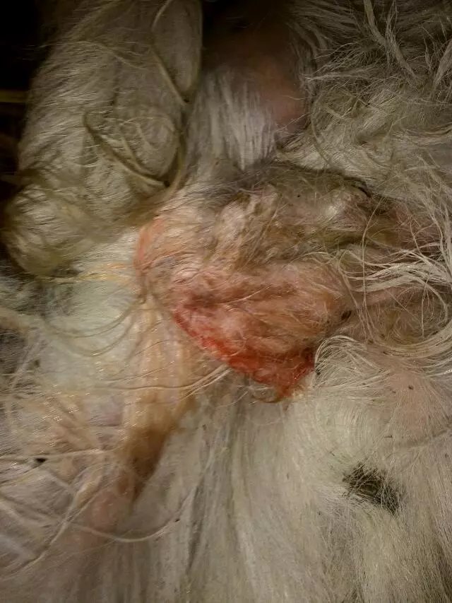 养羊户阉羊全过程有图