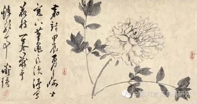 历代名家画牡丹(一)_徐渭