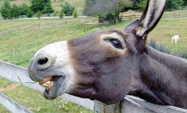 臭马肉香驴肉宁死不吃骡子肉农民对它们的态度为何不同