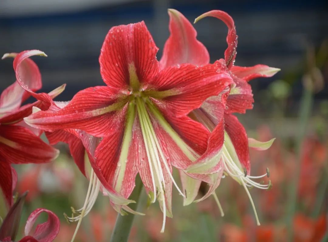 中草药车前草原来有这么多的功效