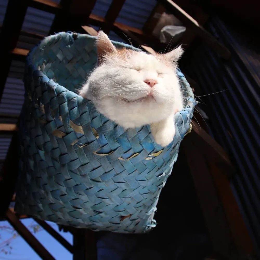 日本网红 猫叔过世了 差6天就18岁生日了_头像