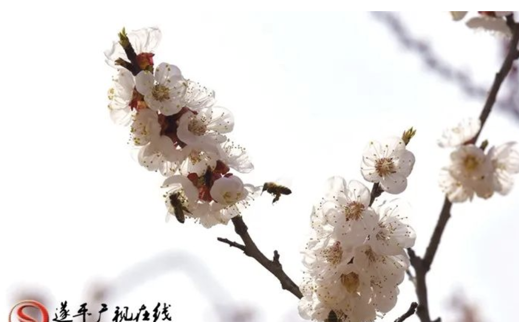 一花獨放不是春,百花齊放春滿園