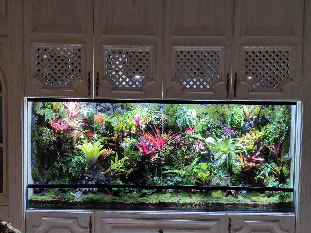 长沙小型雨林缸详细制作流程分享植来植趣