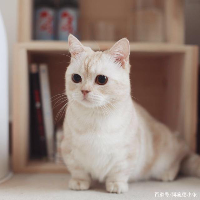 矮脚猫的腿为什么这么短