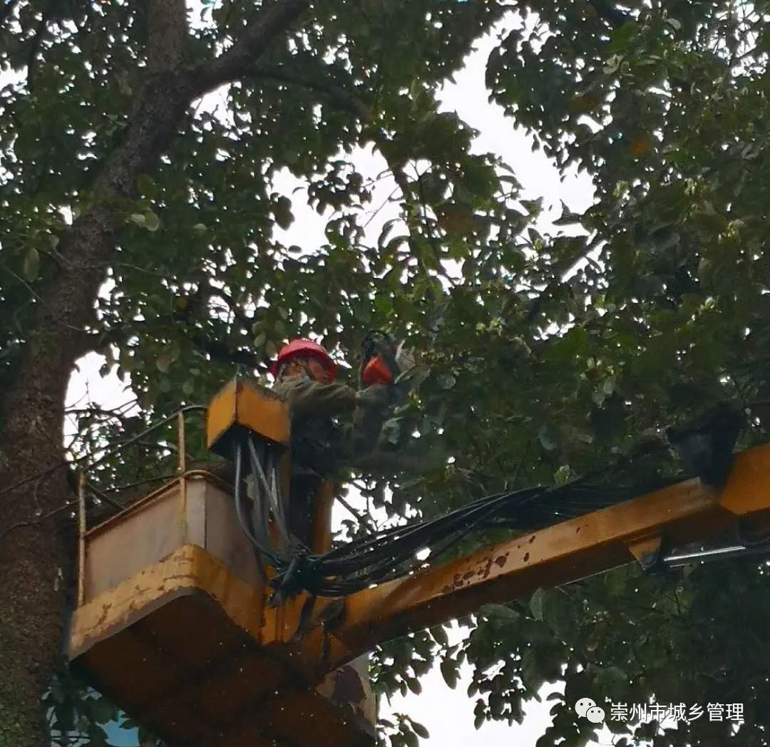 學雷鋒義務為幼兒園修剪樹木