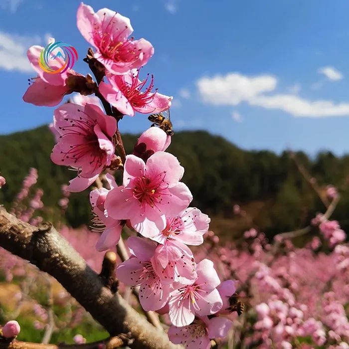 不负春光不负卿楚雄紫溪山万亩桃花林成为新的打卡地