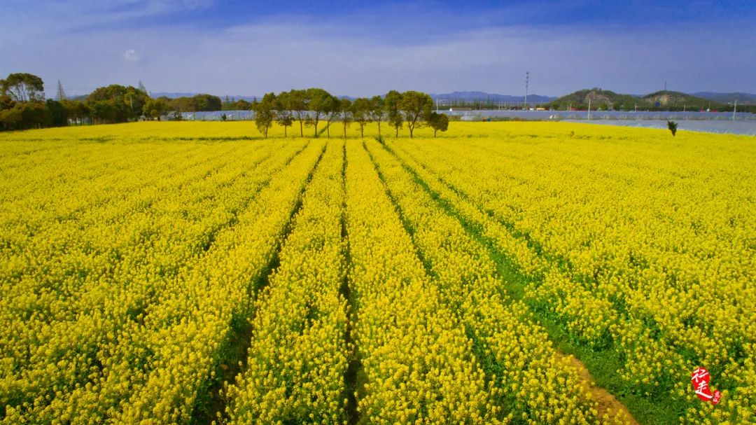 春日融融醉倒在古城花海忘情于翰林府第