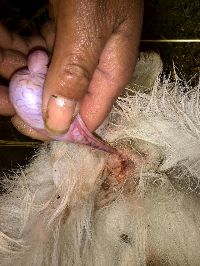 养羊户阉羊全过程有图