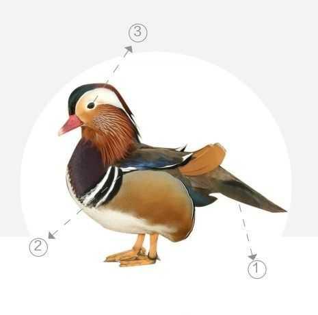 鸳鸯工笔画法教程分步骤图解教你画鸳鸯学会画鸳鸯很简单