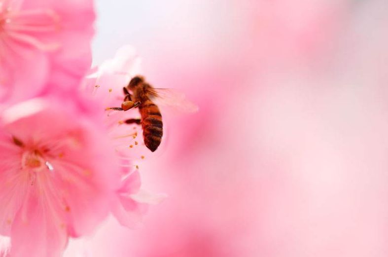 【诗词鉴赏】春天诗词里的蜜蜂,让你感受春天的美好!