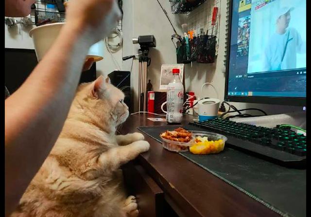 猫面对桌上的美食不为所动而是盯着电脑看猫追综艺不能停