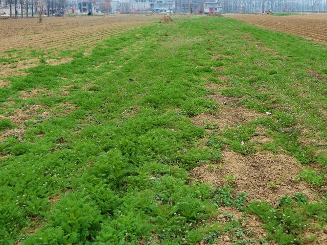 癞蛤蟆草是农村十分常见的一种野草,在庄稼地里,草地上,荒地里,田埂上