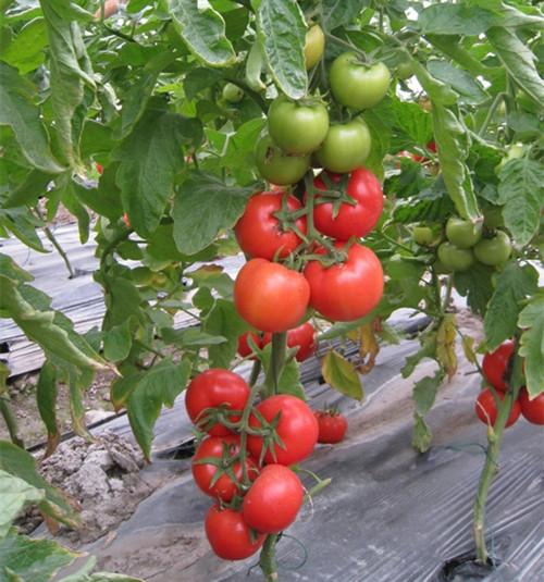 西红柿种植技术 日光温室西红柿种植技术