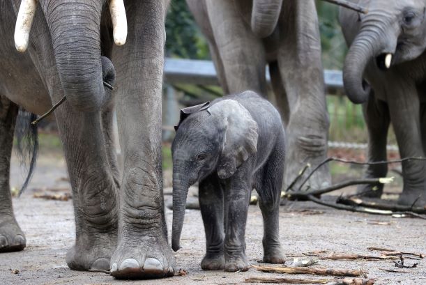 德国新生小象亮相02依偎母亲身旁形影不离