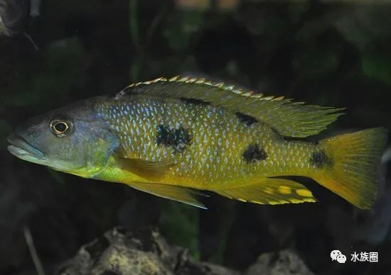 水族生物三湖慈鲷马鲷之exochochromis20