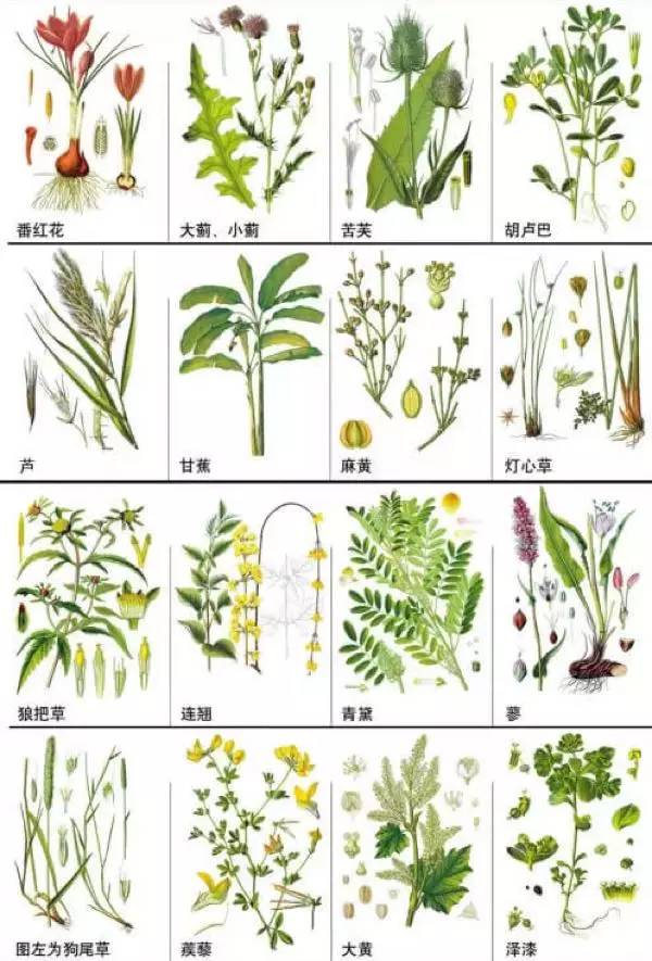 148种中草药,你能认出几个?速速收藏学习!