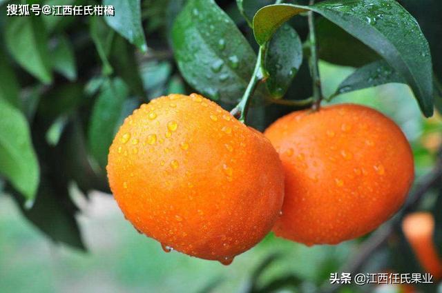 澳柑和沃柑的区别、澳柑是橘子还是橙子呢？_特点