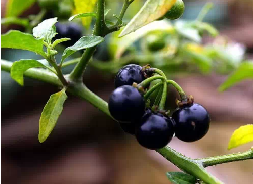 農村才有的奇特美味野果,吃過十種以上算你牛,城裡人見得少!