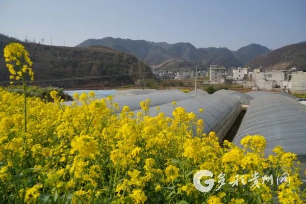 把时间抢回来把损失补回来大方县达溪镇草莓熟了惹人爱