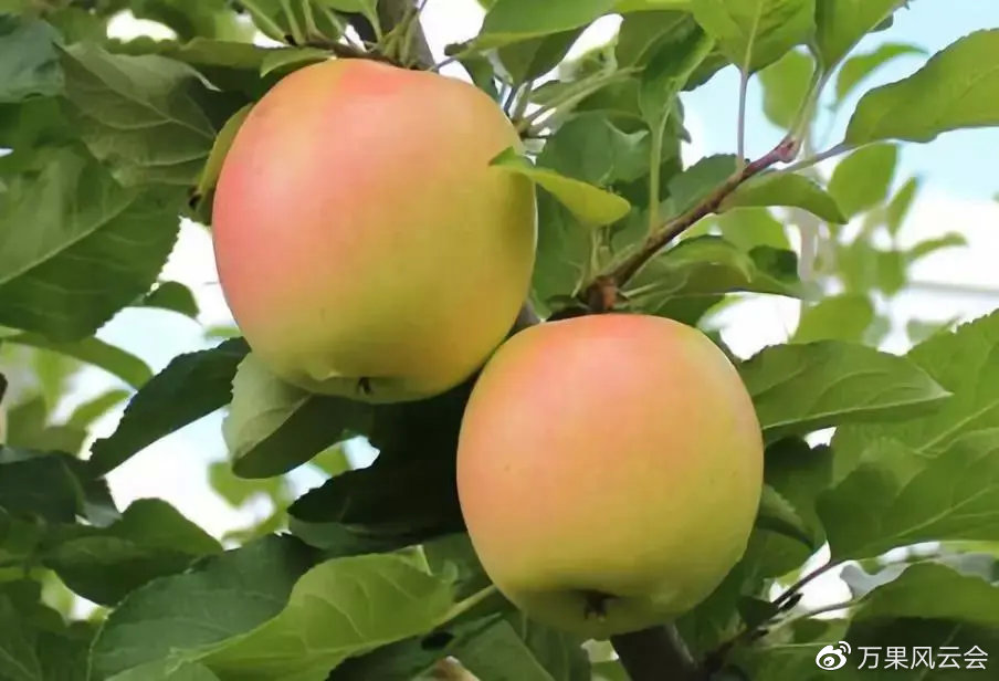 水蜜桃苹果苹果里的"白富美"水蜜桃苹果引自日本青森县,用玉林和富士
