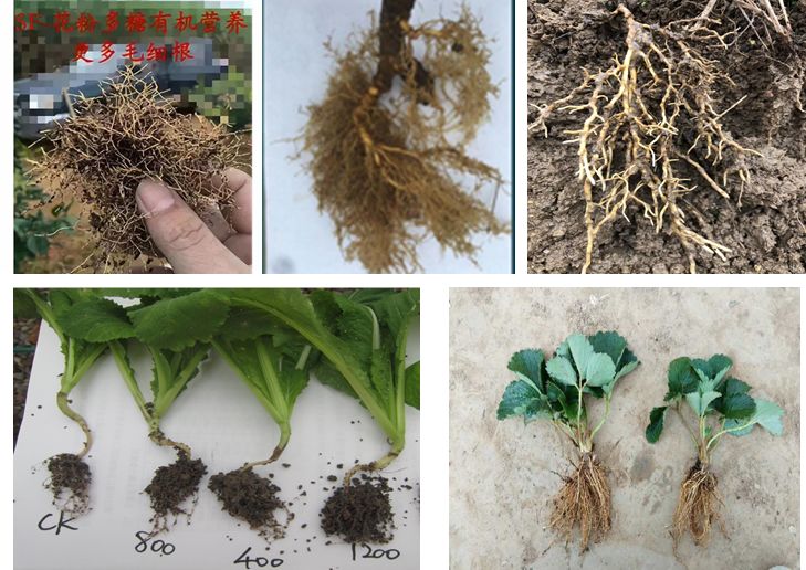 根量大,白根多3,好根长好树,好树结好果根系是作物的"根本,使用sf