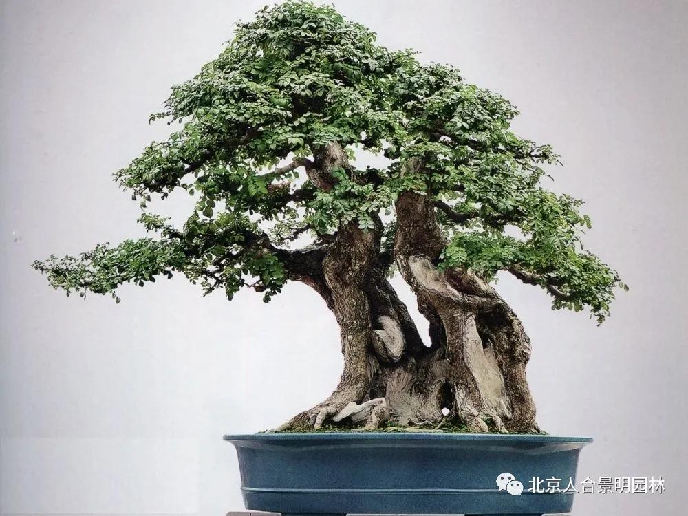 盆景技艺口诀枝无寸直,一寸三弯.疏处可走马,密处不透风.