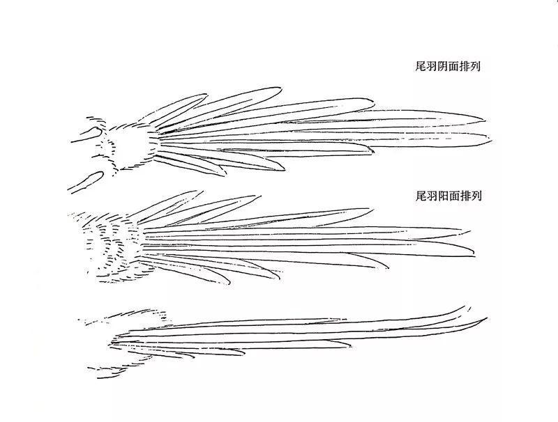 喜鹊羽毛结构图片