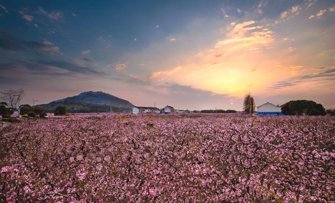 无锡阳山桃花节2021图片