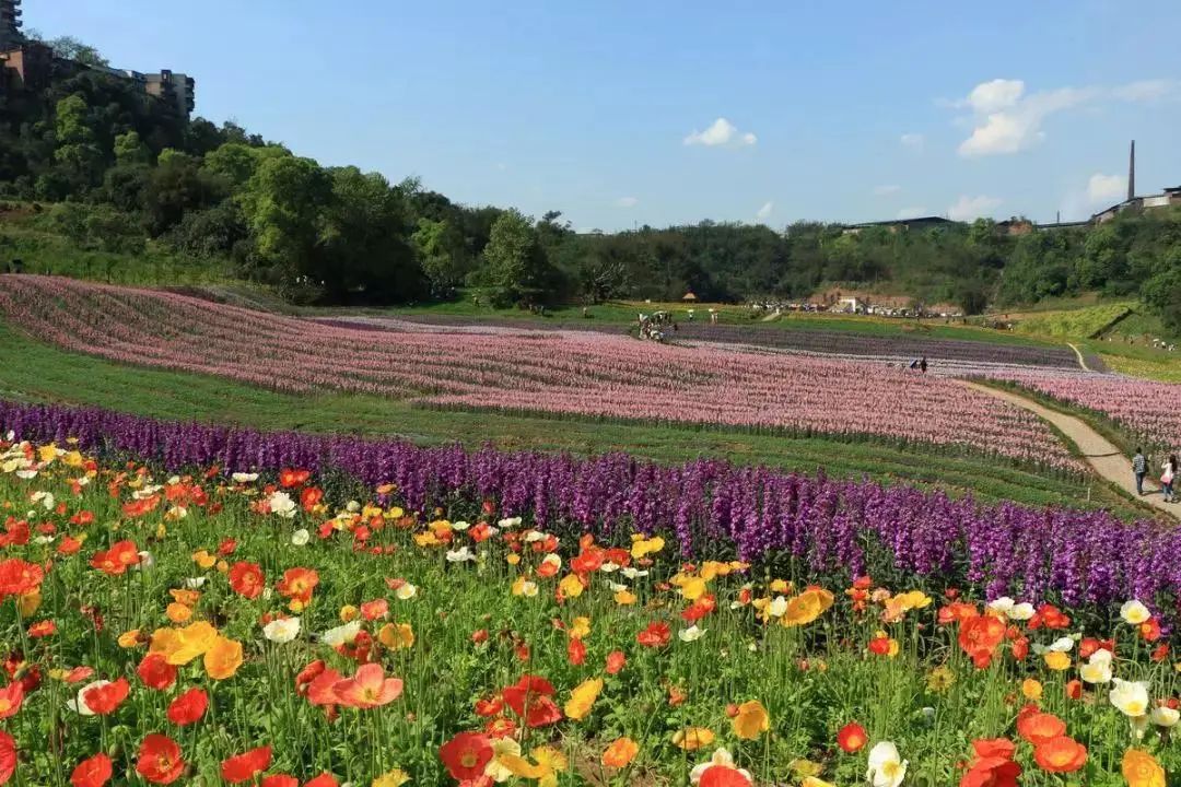 瀘州的春天在花田酒地/3月6日2名患者治癒出院!