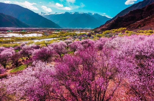 走在西藏林芝的桃花林,犹如陷入粉色花海,雪山的映衬下美艳惊人