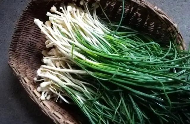 春天的味道野藠头苖